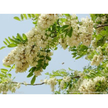 Plant Extract Sophora Japonica Extract 95% Quercetin